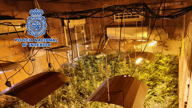 Desmantelan dos nuevas plantaciones indoor de marihuana en el barrio del Puche