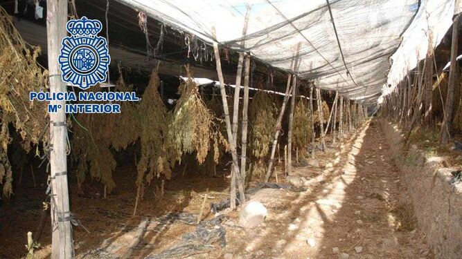 Dos detenidos con casi 29.000 plantas de marihuana en una plantación de cáñamo industrial en Berja