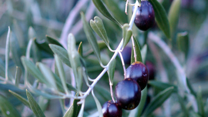 Aceituna negra en la rama cosechada en los campos de olivos de Córdoba.