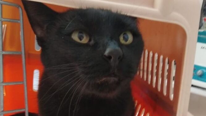 Señorita, la gata que llevaba 11 años perdida por Almería.