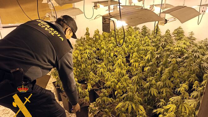 Desmantelan un cultivo con 279 plantas de marihuana en Laroya y detienen a tres jóvenes