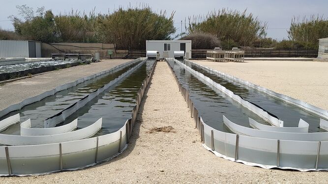 Sistemas de cultivo de algas tipo Raceway en Almería.