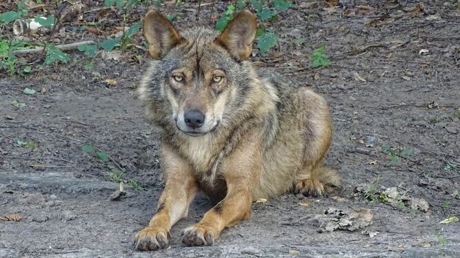 La Audiencia Nacional rechaza suspender la prohibición de cazar lobos en Asturias