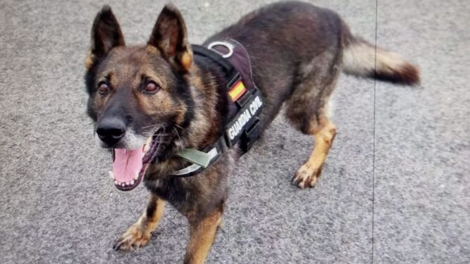 Héroes de 4 patas: así son los perros policía jubilados que buscan una familia