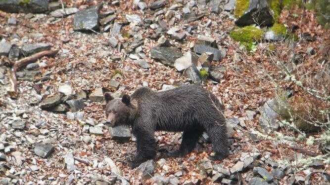 Herido un oso pardo en una cacería de jabalí en la Reserva Regional de Caza Saja