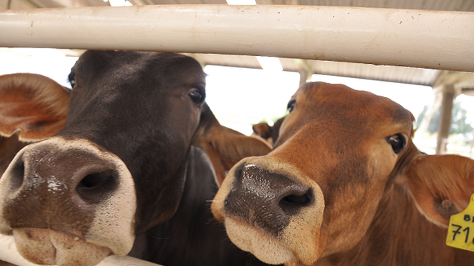 ONG animalistas entregan 900.000 firmas pidiendo prohibir las "crueles exportaciones" de ganado