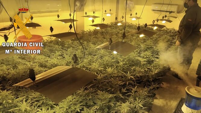 Cultivo ilegal de marihuana en  una vivienda de Tabernas.
