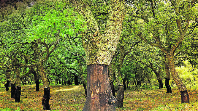 Verdes y tupidos bosques de árboles centenarios como los del Parque Natural de los Alcornocales.