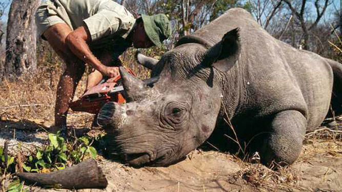 Treinta años de cárcel para un traficante de cuernos de rinoceronte