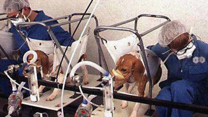Cuál es el motivo por el que usan a los Beagles para experimentos