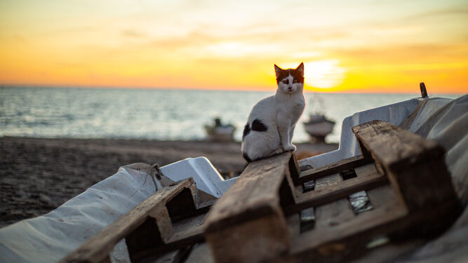 Un gato posa sobre una embarcación en la playa.
