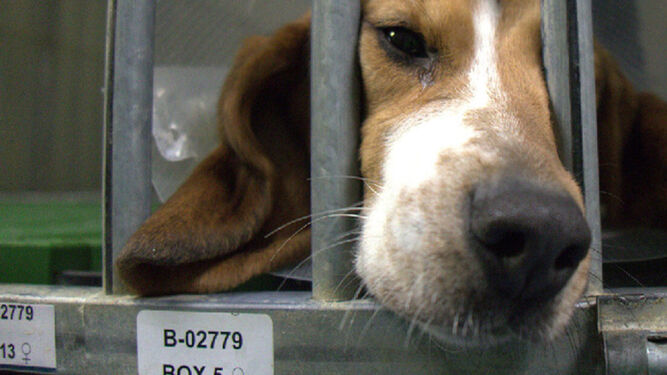 Ministerio de Derechos Sociales pide a la Generalitat catalana frenar el sacrificio de 32 perros en un laboratorio