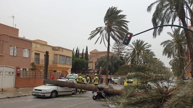 Una palmera se ha partido en la avenida Cabo de Gata impactando contra una moto y un coche