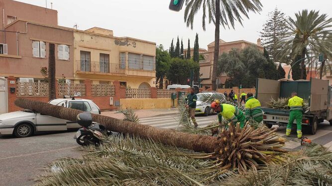 Operarios de la empresa de jardines retiran la palmera de la avenida de Cabo de Gata