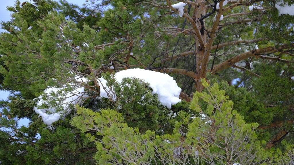 Im&aacute;genes del temporal de nieve en la provincia de Almer&iacute;a.