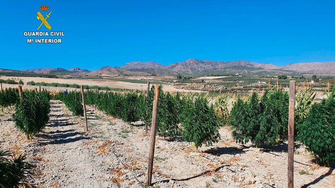Desmantelada una empresa que se dedicaba a la venta de cogollos y derivados de la marihuana en Almería y Cáceres