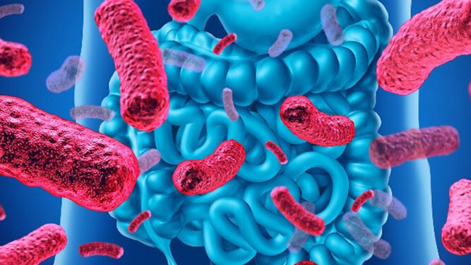 Un estudio evidencia que la genética puede influir en la microbiota intestinal.