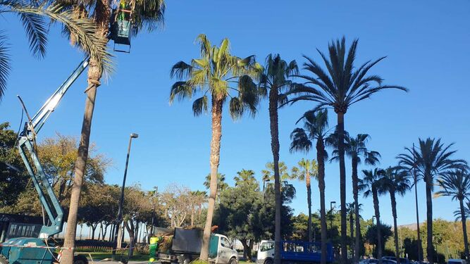 Operarios de Parques y Jardines trabajan nuevamente en la Avenida Cabo de Gata para terminar de podar las palmeras