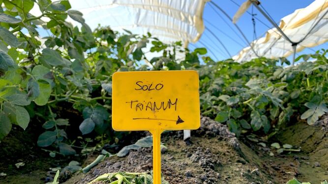 Identificador del uso de Trianum en un cultivo de patata en Sevilla.