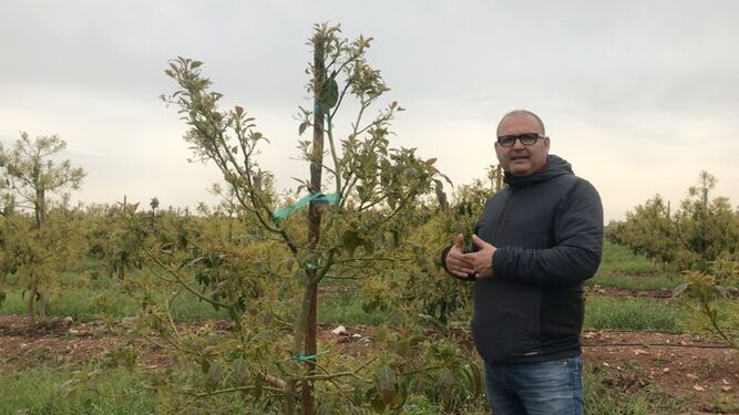 Ángel Ruiz Serna, gerente de Ecoculture, en un cultivo de aguacate en Castellón
