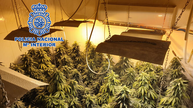 Cuatro detenidos tras intervenir más de 2.600 plantas de marihuana en una vivienda de Almería