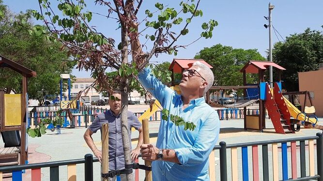El Ayuntamiento de Huércal de Almería ha plantado más de 700 árboles en tres años