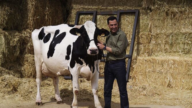 Moreno, esta mañana, en Córdoba con la vaca 'Fadi'.