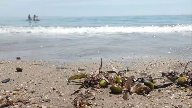 La oliva de mar proceente de la posidonia de la costa almeriense ha aparecido en las últimas semanas en las playas almerienses.