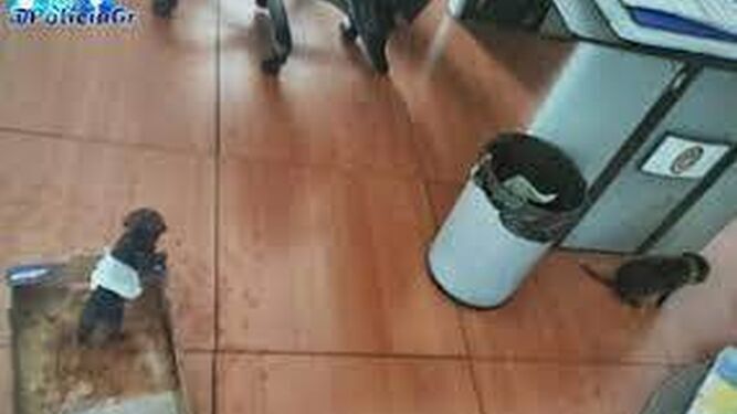 Los cachorros que encontraron en una bolsa de plástico deshidratados se recuperan en una casa de acogida