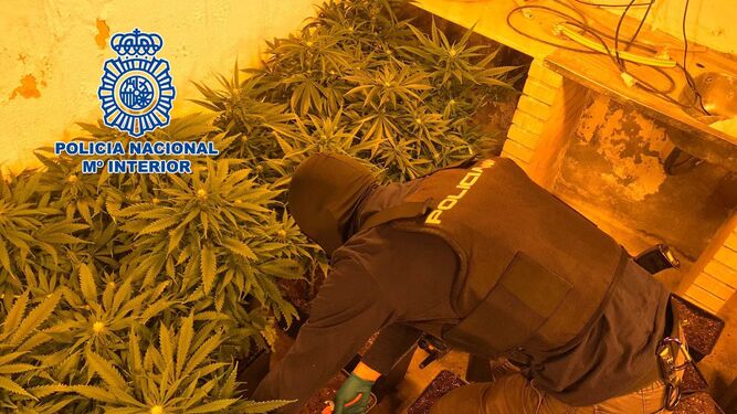 Un agente junto a las plantas de marihuana.