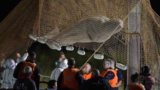 Rescatan a la beluga de 800 kilos que se había quedado atrapada en el Sena, a 70 kilómetros de París