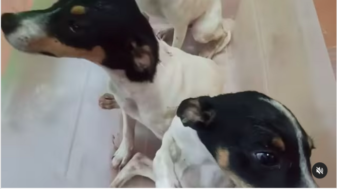 Salvan a tres cachorros a punto de morir asfixiados al ser abandonados en una caja de plástico cerrada