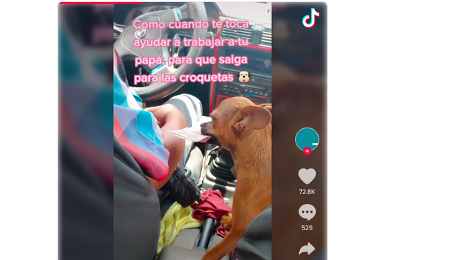 Una perra acompaña a su dueño taxista a trabajar y le ayuda a cobrar a los clientes