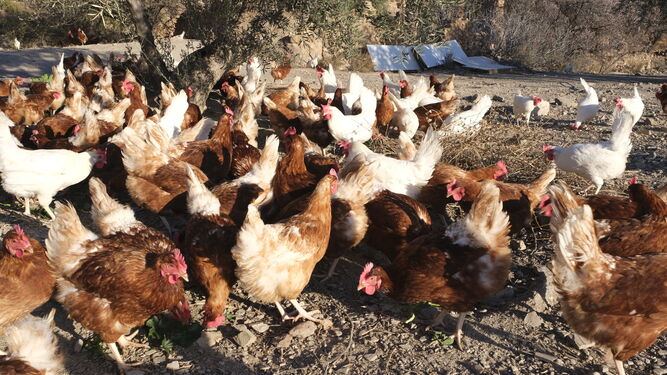 Bajo Andarax y Campo de Tabernas tienen el 50% de los pollos de Almería