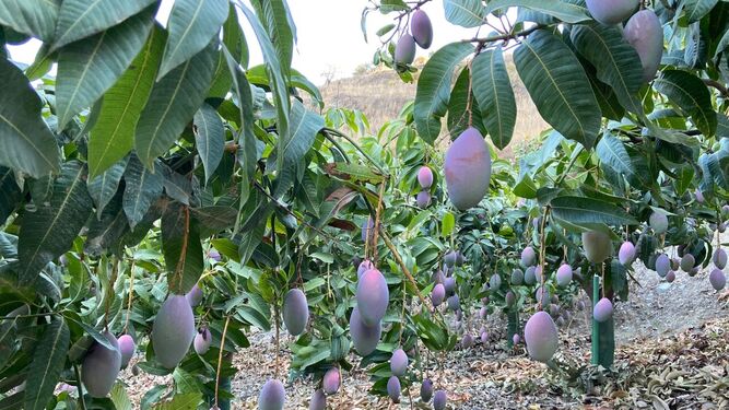 Mango de Taramay, la división de tropicales de La Unión