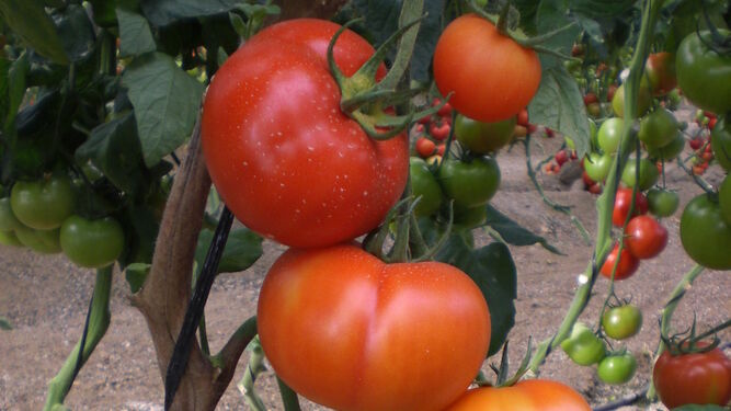 Cultivo de tomates.