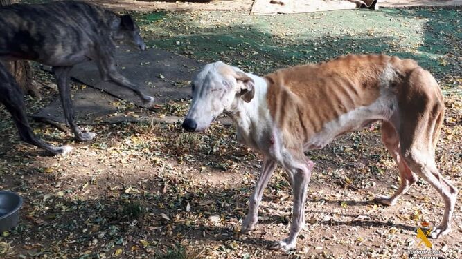 La Guardia Civil investiga un refugio de animales abandonados por presunto delito de maltrato