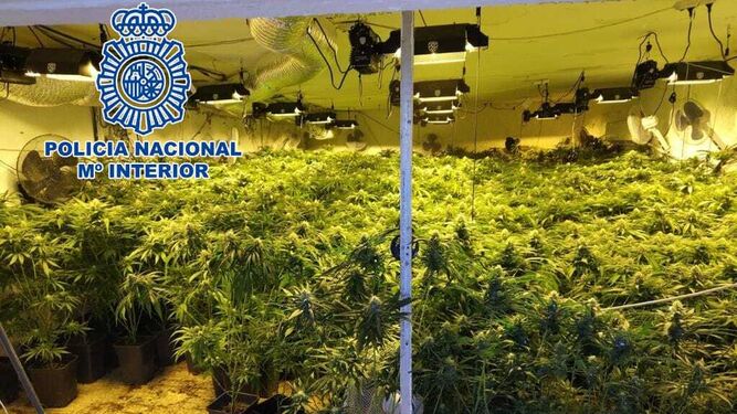 Dos detenidas en El Ejido con 600 plantas de marihuana que cultivaban en el bloque en el que residían