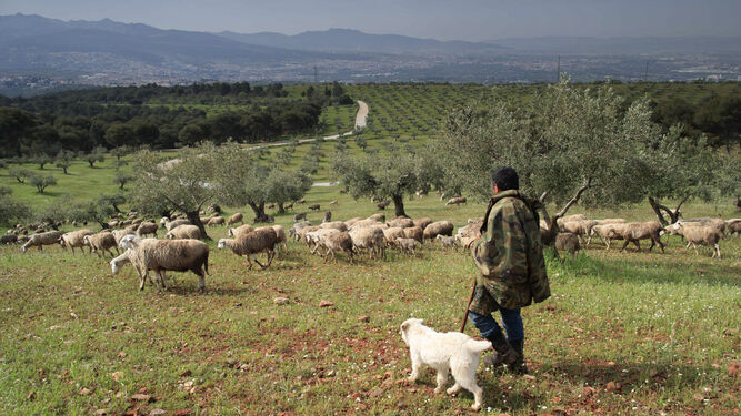 Un pastor guía a su rebaño de ovejas en Granada.