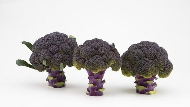 Purple Magic, el primer brócoli completamente morado del mercado, de Sakata.