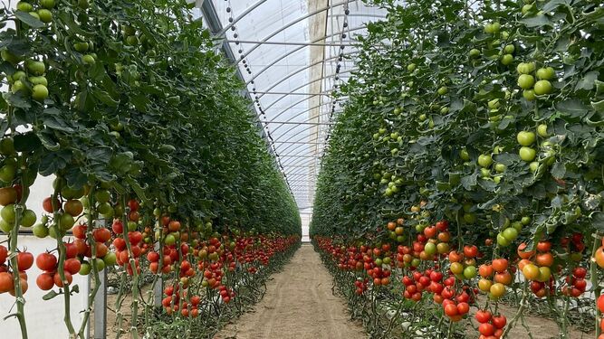 Interior de un invernadero solar de tomate