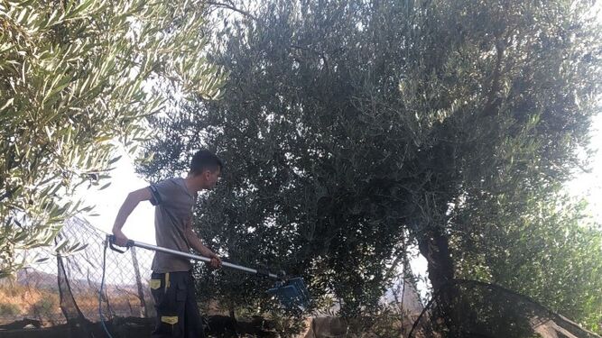 Este año se espera cosechar alrededor de 55.000 toneladas de aceitunas para molturar de las que se obtendrán 10.000 toneladas aceite de oliva