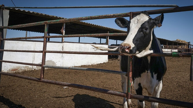 Una vaca en una explotación ganadera de la provincia de Cádiz.