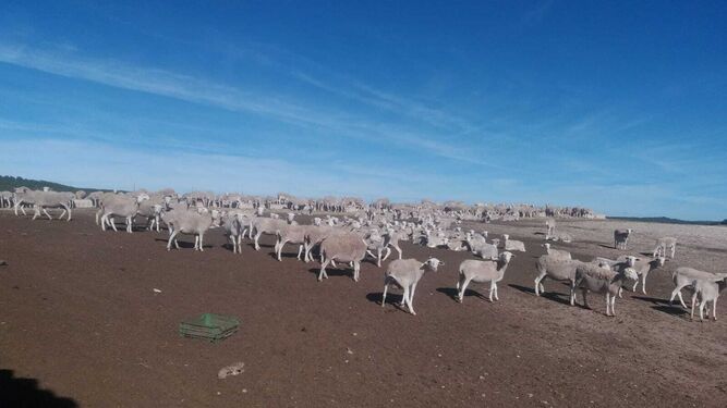 El ganado de José, en tierras totalmente seca, sin rastros de verdor para que puedan alimentarse.