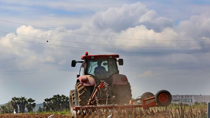 Agricultor preparando la tierra para las siembras.