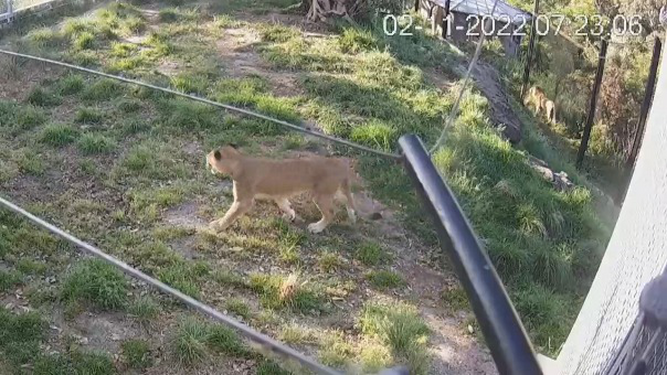 Zoológico de Sídney divulga imágenes del escape de cinco leones de su jaula