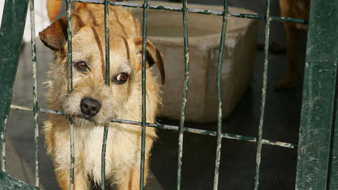 En el Zoosanitario hay en la actualidad 1.270 perros que esperan la oportunidad de ser adoptados.