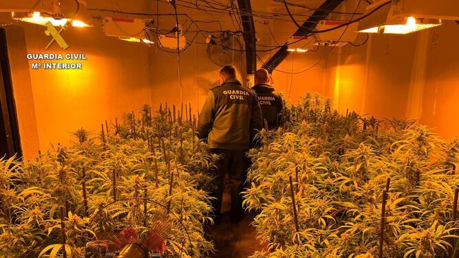 Imagen de archivo de una operación de la Guardia Civil contra el cultivo de marihuana.