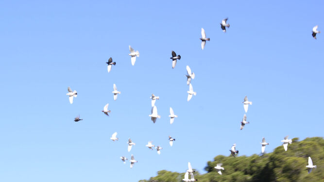 Las palomas al vuelo