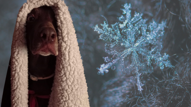 Cómo conseguir que tu perro entre en calor en invierno